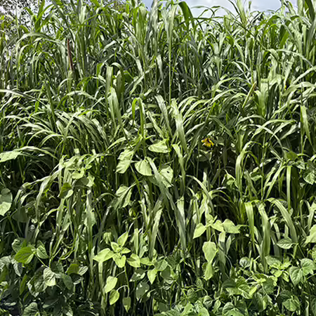mature summer cover crops growing 
