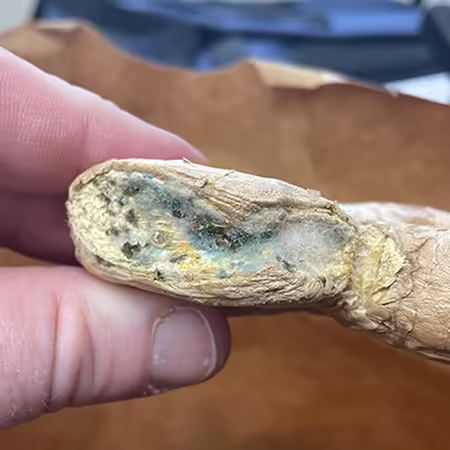 ginger rhizome seed stock with bluish gray mold on edge