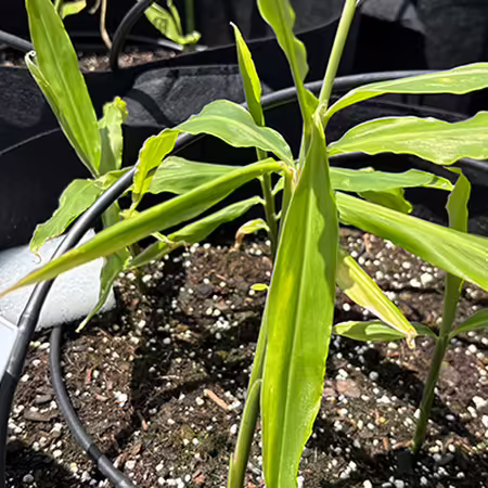 ginger plants growing in a black pot