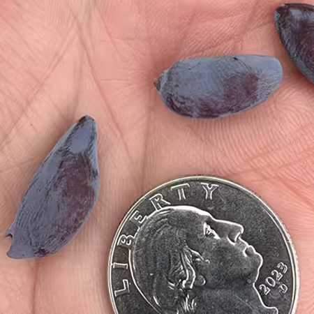 A hand holding a quarter with three purple blue oval shaped fruit each smaller than the coin