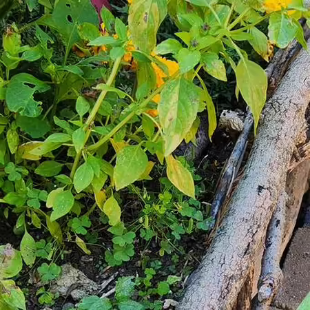 raised garden bed with plants growing and fence built out of sticks
