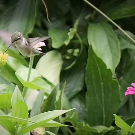 hummingbird at a zinnia flower