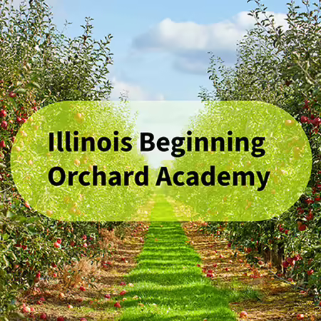 two rows of apple trees with red fruit hanging and the words illinois beginning orchard academy surrounded by a light yellow oval