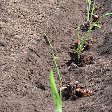 ginger planted in high tunnel