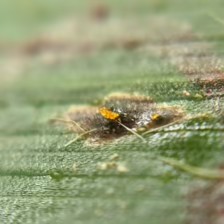 corn tar spot