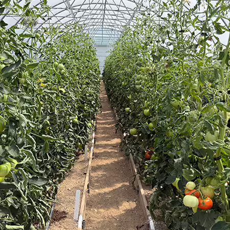 rows of tomato plants in high tunnel