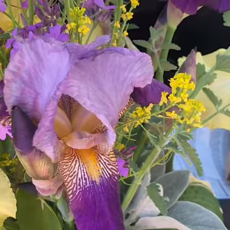 purple and yellow iris