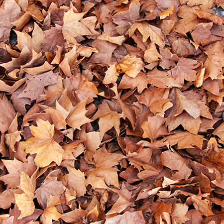 pile of fallen leaves