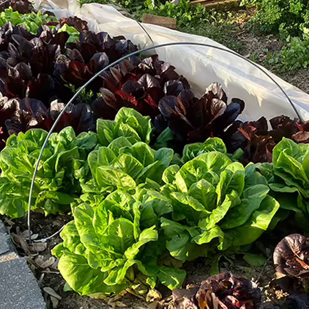 different lettuces growing in a garden plot