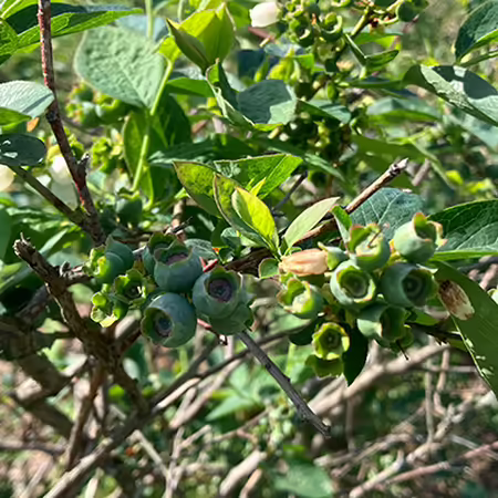 blueberry bush with green leaves and small unripe fruit