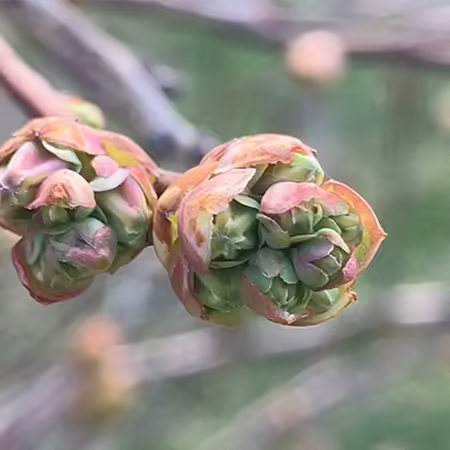 blueberry flower bud opening