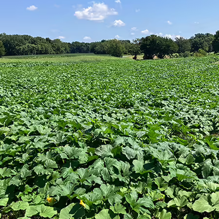 field of health dark green pumpkin plants