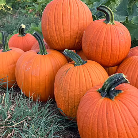 group of orange pumpkins in field beside green plants