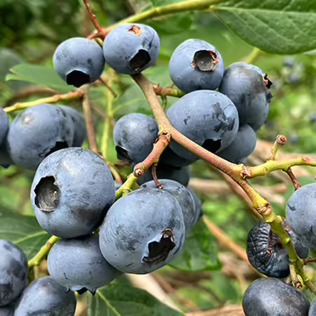 A close up of ripe blueberries on a plant