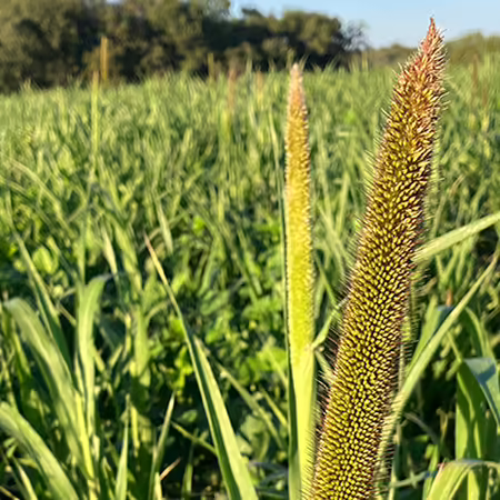 close up of pearl millet seedhead in a fall planted cover crop field