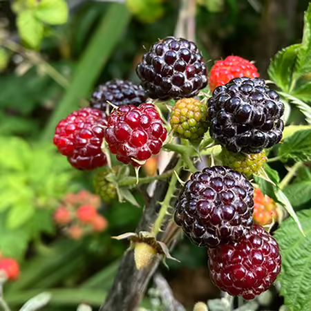 black and red raspberry fruits on a plant