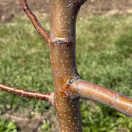 main trunk of young apple tree