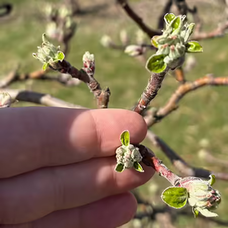 a person's hand touching apple buds on a tree