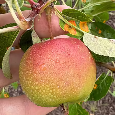 person's hand holding a small apple still on the tree surrounded by leaves with orange spots