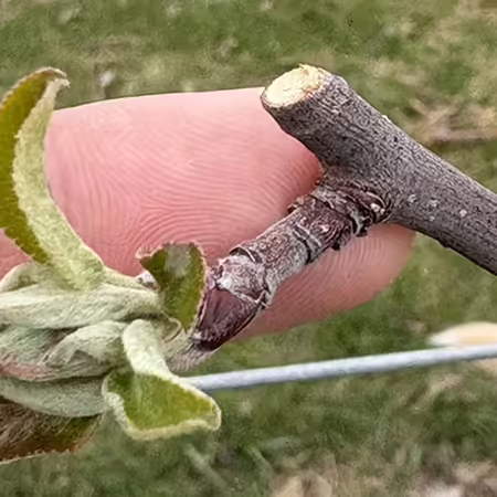 A finger holding a branch with green leaves emerging from fruit bud