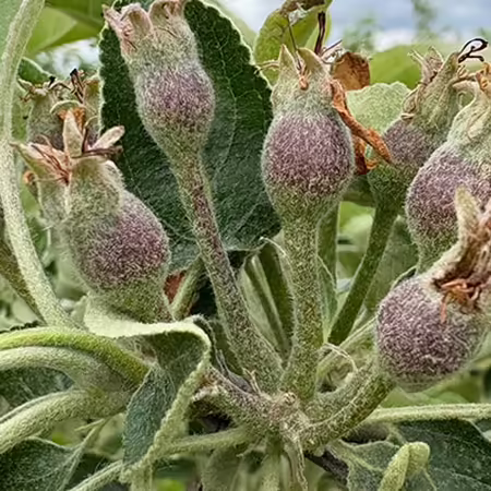 A close up of cluster of seven apple fruits just starting to size