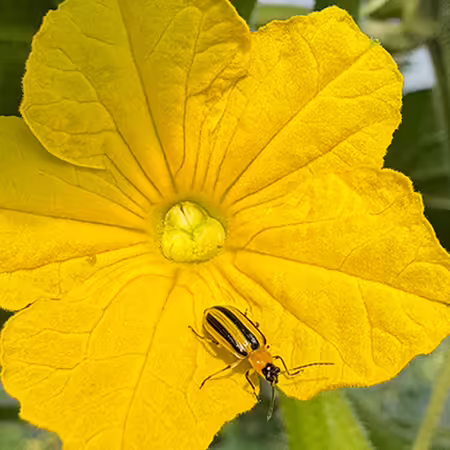 black and yellow striped insect on a yellow cucumber flower