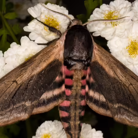 sphinx moth