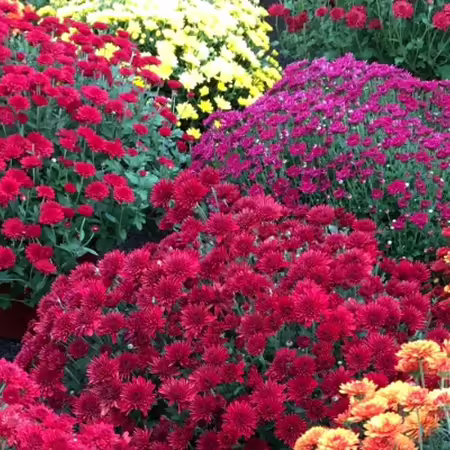 colorful mums and asters in bloom
