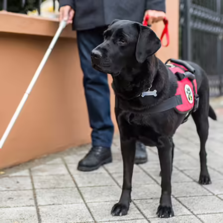 A black service dog guiding a person walking with a cane.