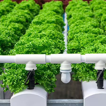 green head lettuce growing hydroponically in white gutters inside a greenhouse