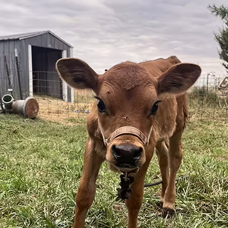 a newly born brown calf stares at the camera