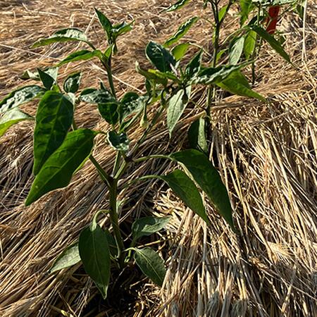 green peppers transplanted into brown dead cereal rye mulch