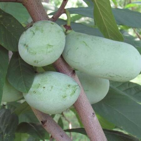 A cluster of green pawpaws in a tree