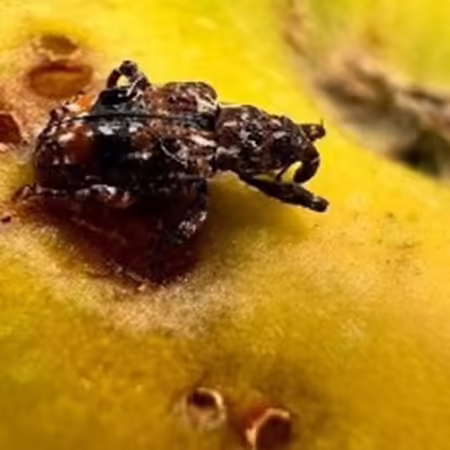 A close up of a bug on a yellow surface