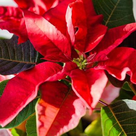Close up of a red and green poinsetta