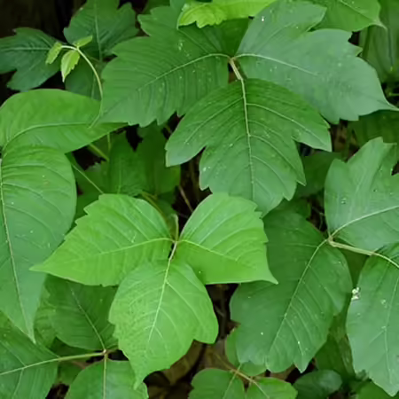 four poison ivy leaves showing leaf variability in shape and color