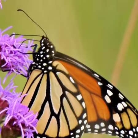 a monarch sips nectar from a purple liatris bloom