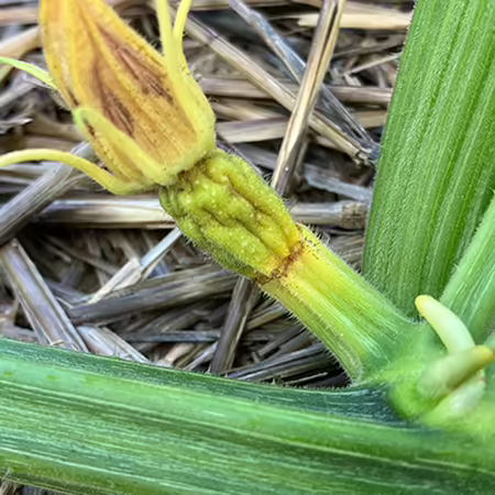 tiny yellowing shriveled up pumpkin fruit  with brown flower still attached on pumpkin vine 