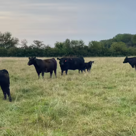 Cows and calves on pasture