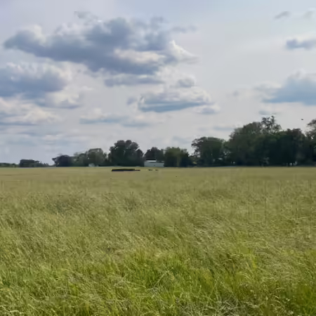 Cows off in the distance grazing in a pasture