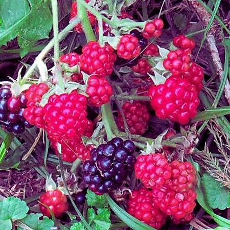 Black and red blackberries ripen on stems in the grass