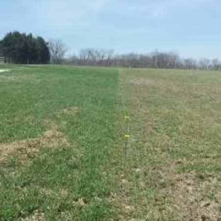 sacrifice paddock that is overgrazed