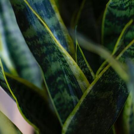 Flat green mottled leaves of snake plant against a brown background