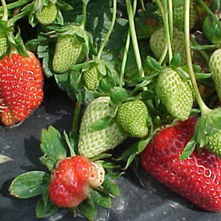 red and green strawberries on plant resting on black plastic mulch