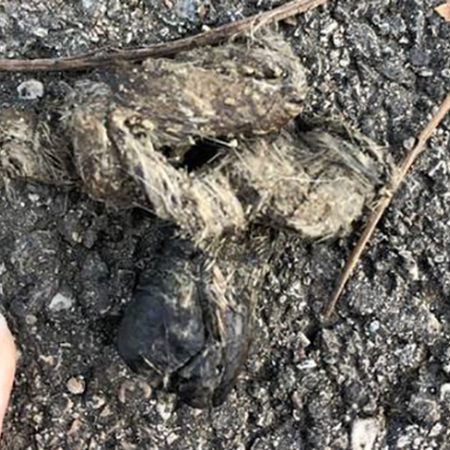 animal scat on a gravel surface