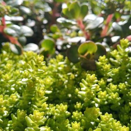 small-leaved green sedum grows into pink stalked green-leaved sedum