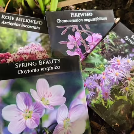 4 packages of seeds