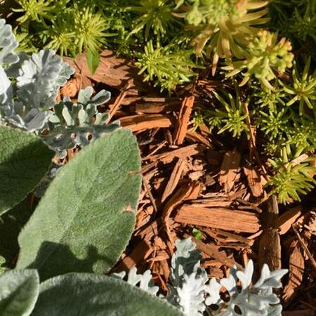 a close up photo of several plants in the garden with varying textures