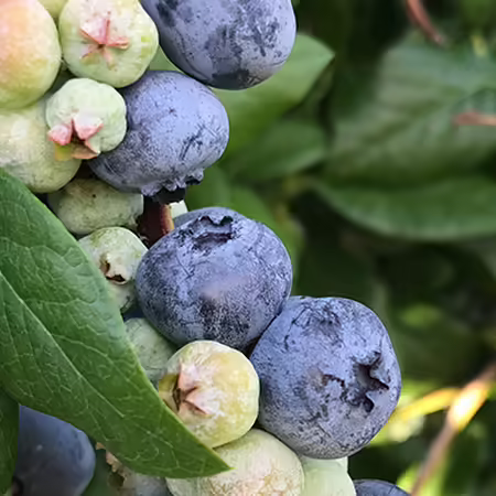 close up of blueberry fruit on the bush