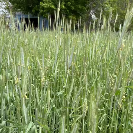 a waving stand of cereal rye cover crop in the garden just before termination